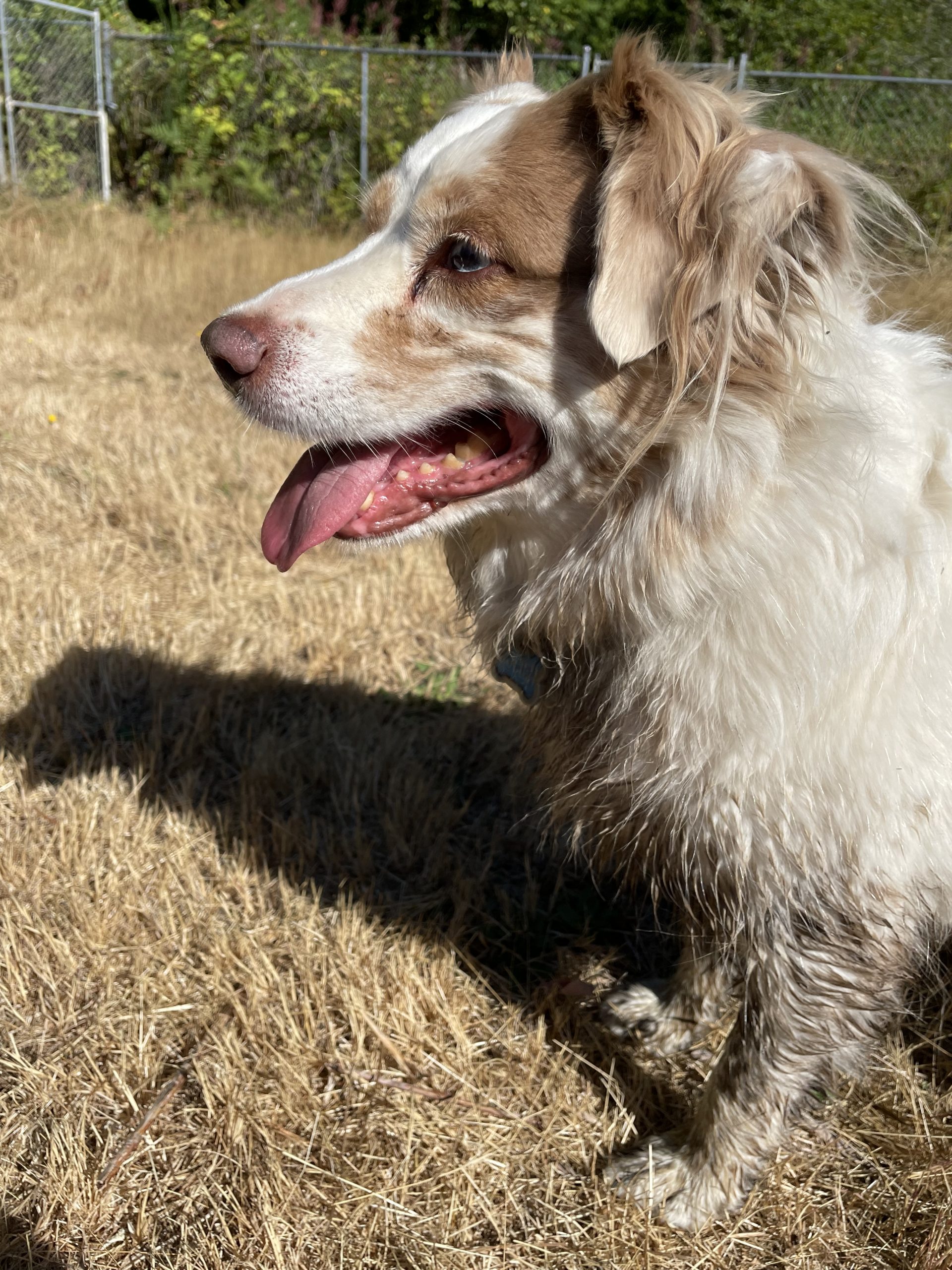 Dog Boarding Gig Harbor Dog Kennels Gig Harbor Rosedale Pet Resort