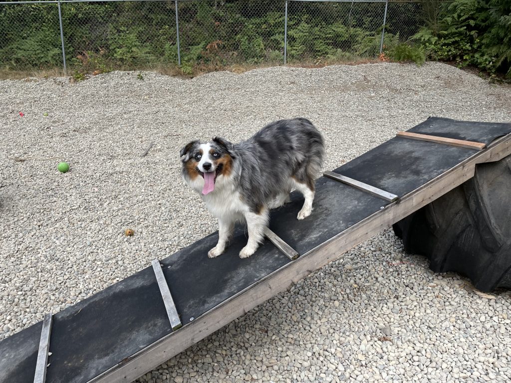 doggy11 doggy11