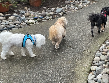 Smalldogs crop Smalldogs crop
