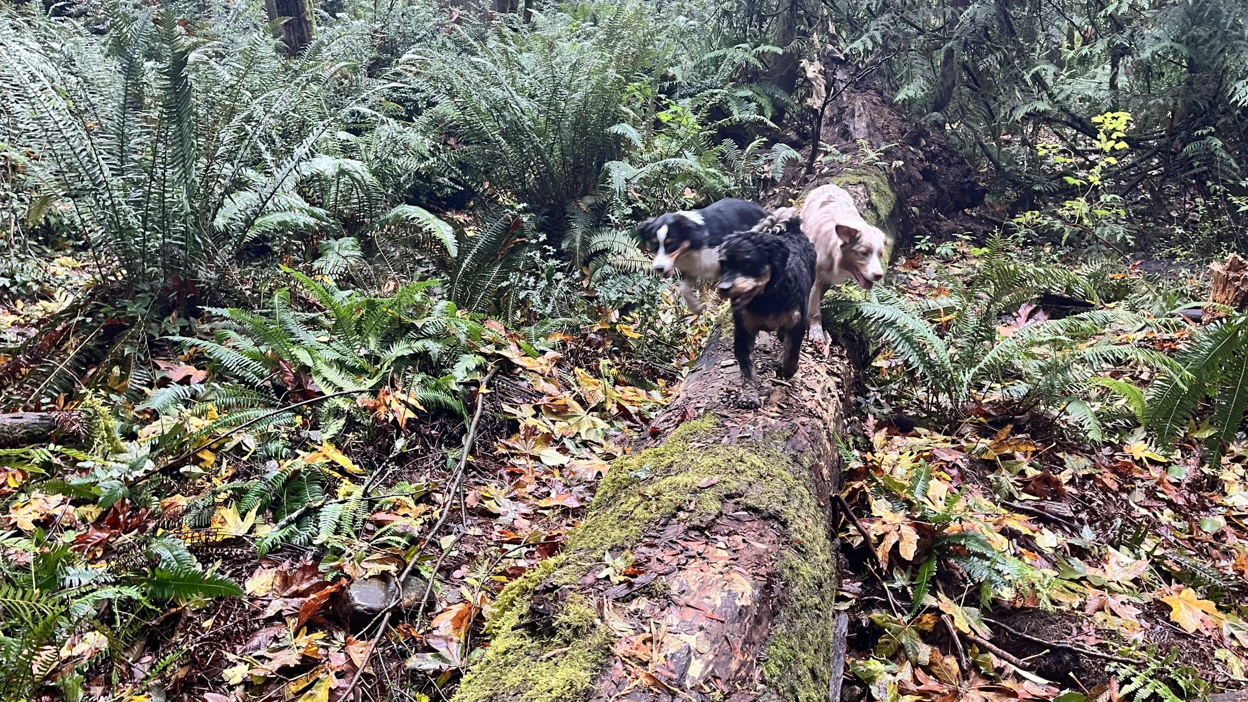Dog Boarding Gig Harbor Dog Kennels Gig Harbor Rosedale Pet Resort
